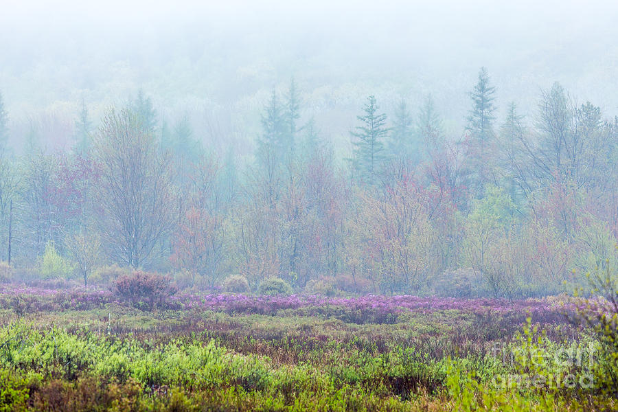 Misty Meadow in Acadia Photograph by Susan Cole Kelly