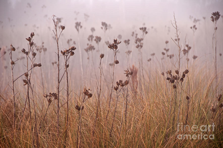 Foggy Photograph - Misty Meadow by Roy Thoman Foggy Photograph - Misty Meadow by Roy Thoman