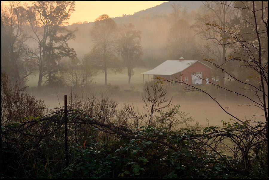 Misty Morn And Horse Photograph by Kathy Barney
