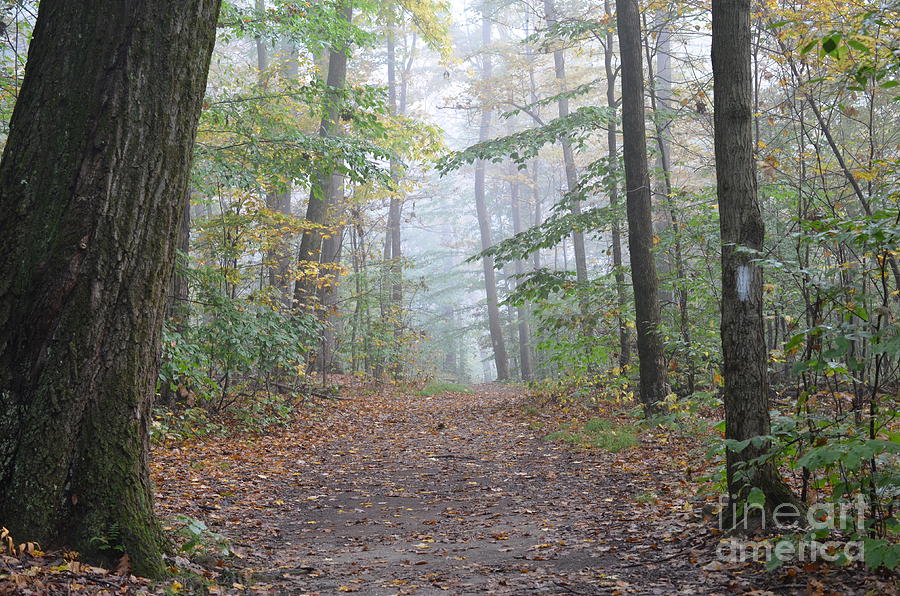 Misty Morn at Nelson Ledges Photograph by Lila Fisher-Wenzel