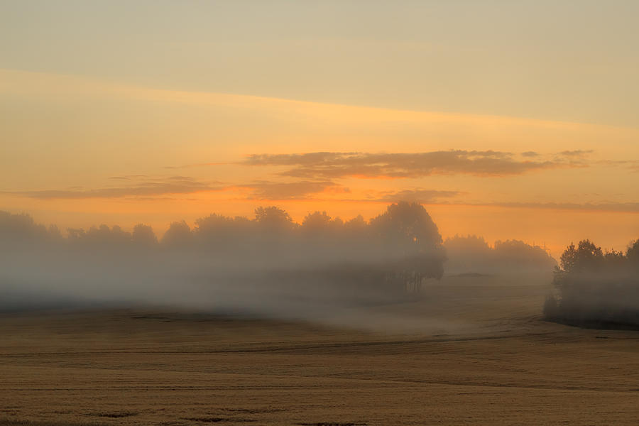 Misty sunrise over cornfield  Photograph by Aldona Pivoriene