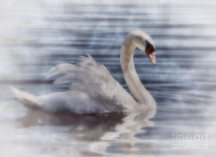 Swan Misty Morning Photograph by Andrea Kollo