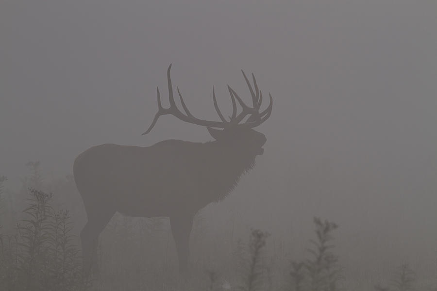 Misty Morning Bull Elk Photograph