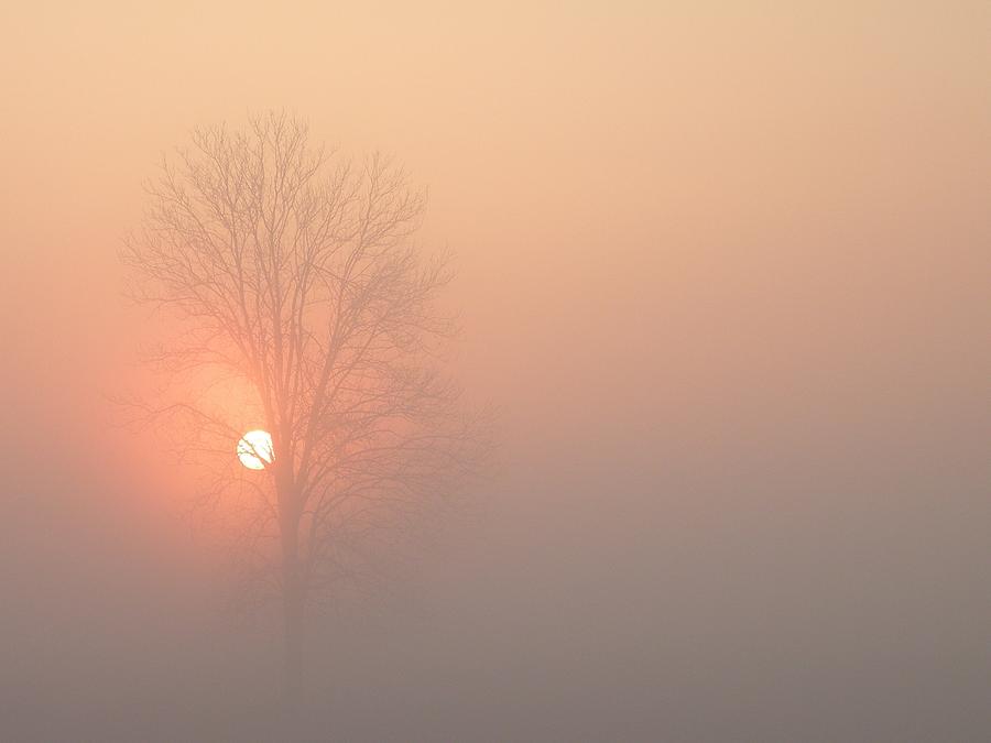 Misty Morning Photograph by Carlee Ojeda
