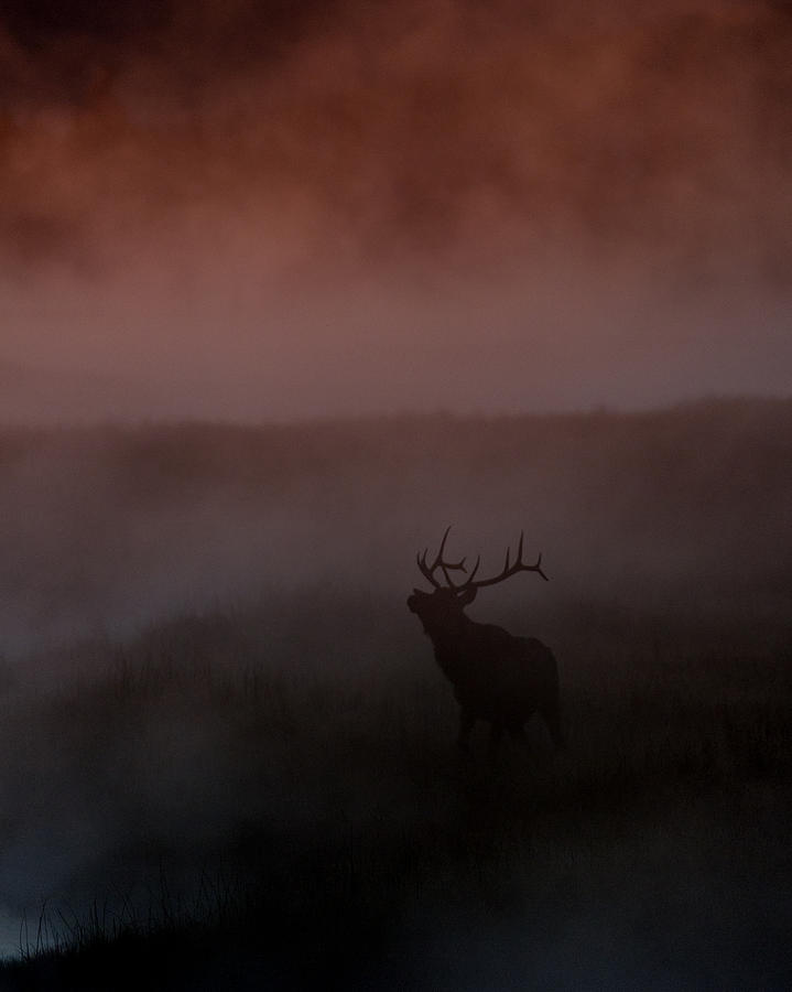 Misty Morning Elk Photograph by Gary Langley
