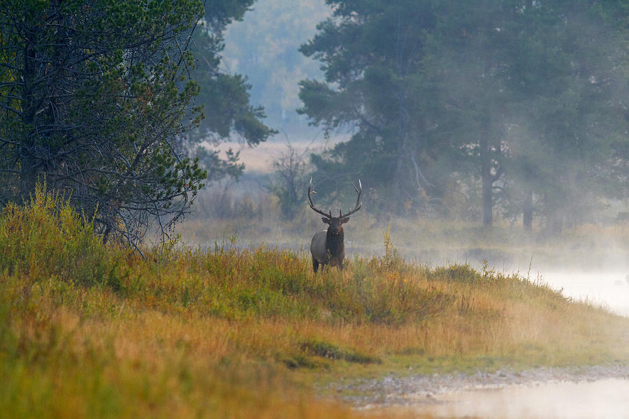 Misty Morning Elk Photograph by Shari Sommerfeld