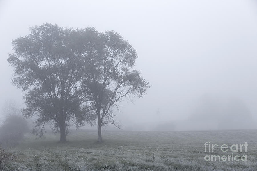 Tree Photograph - Misty Morning by Evelina Kremsdorf