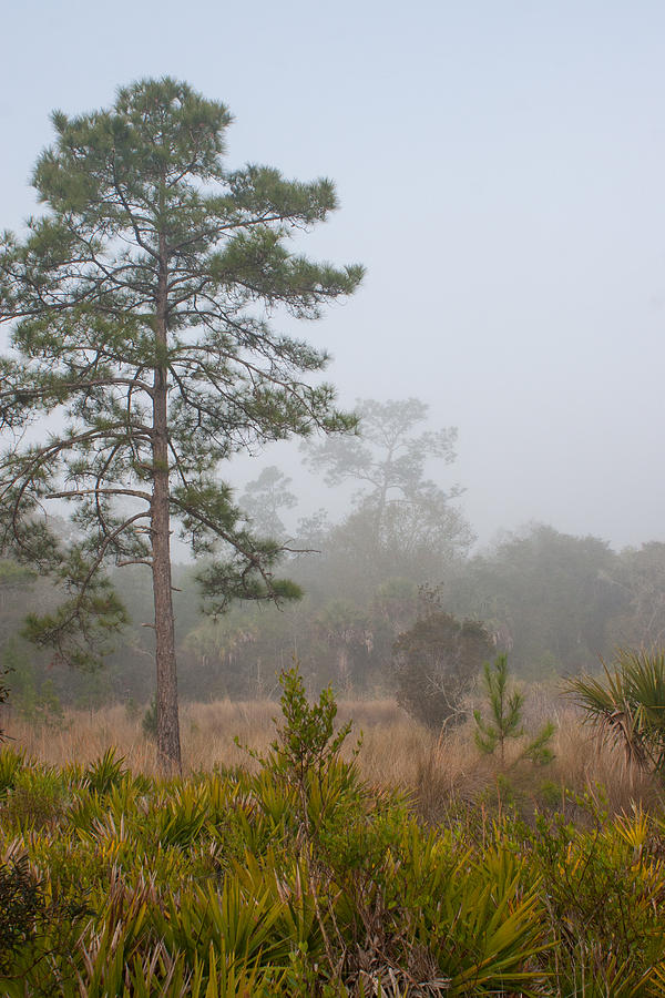 Misty Morning - Florida Photograph by W Chris Fooshee