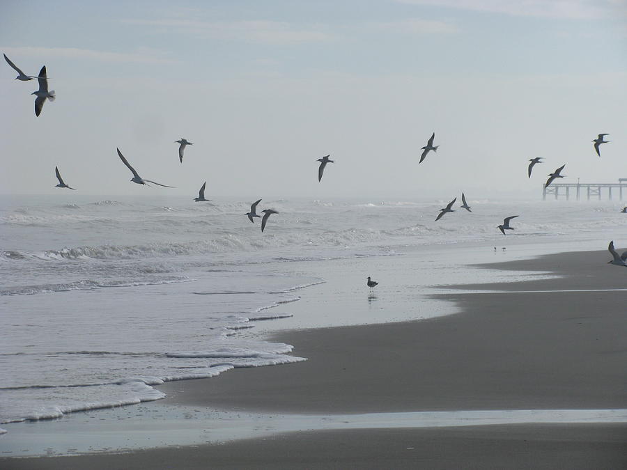 Misty Morning Gulls Photograph by Ellen Meakin
