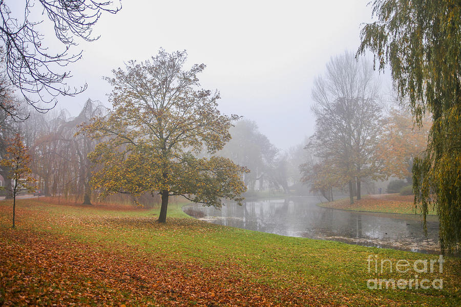 Misty morning in the park Photograph by Patricia Hofmeester