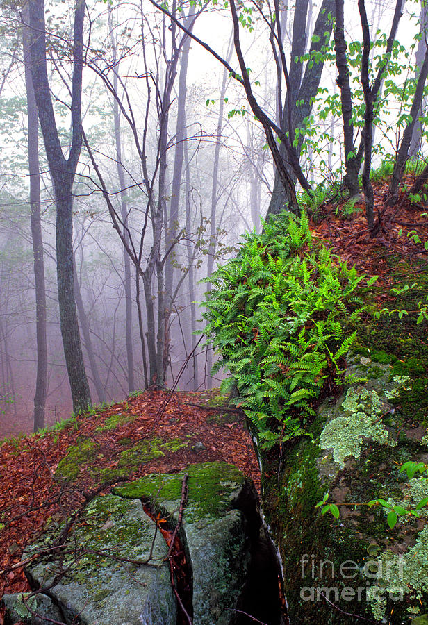 West Virginia Photograph - Misty Morning in the Woods by Thomas R Fletcher