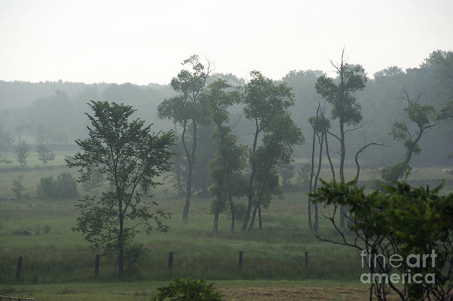 Tree Photograph - Misty Morning in Vasey by Elaine Mikkelstrup