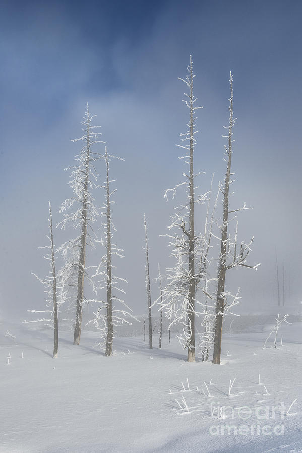 Misty Morning In Yellowstone National Park Photograph by Sandra Bronstein
