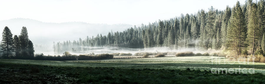 Misty morning in Yosemite Photograph by Jane Rix