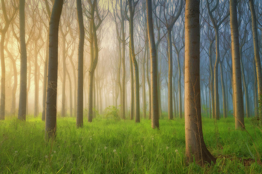 Tree Photograph - Misty Morning by Jingshu Zhu