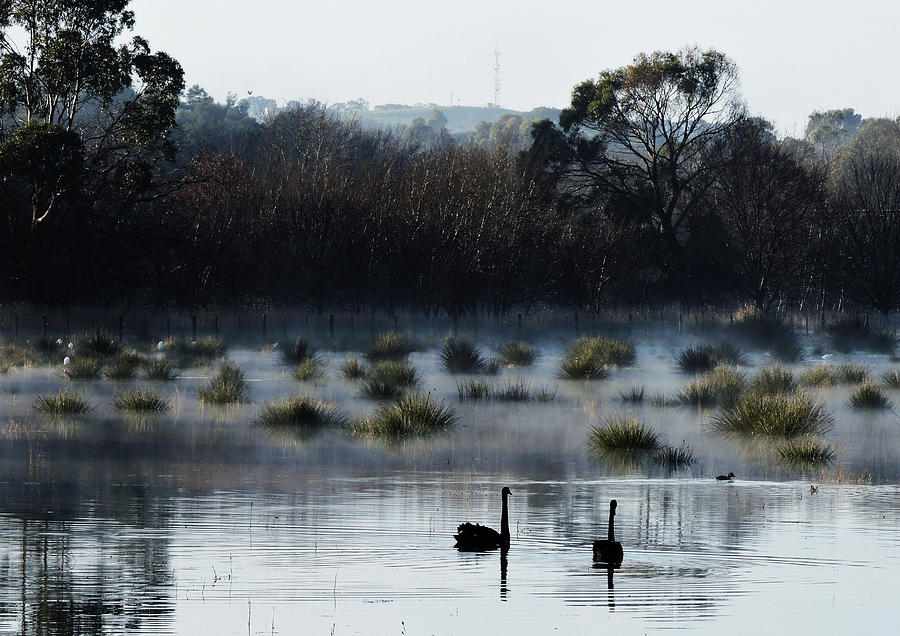 Bird Photograph - Misty morning by Katrina Dimond