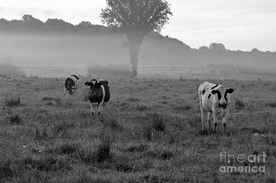 Misty Morning Photograph by Lila Fisher-Wenzel