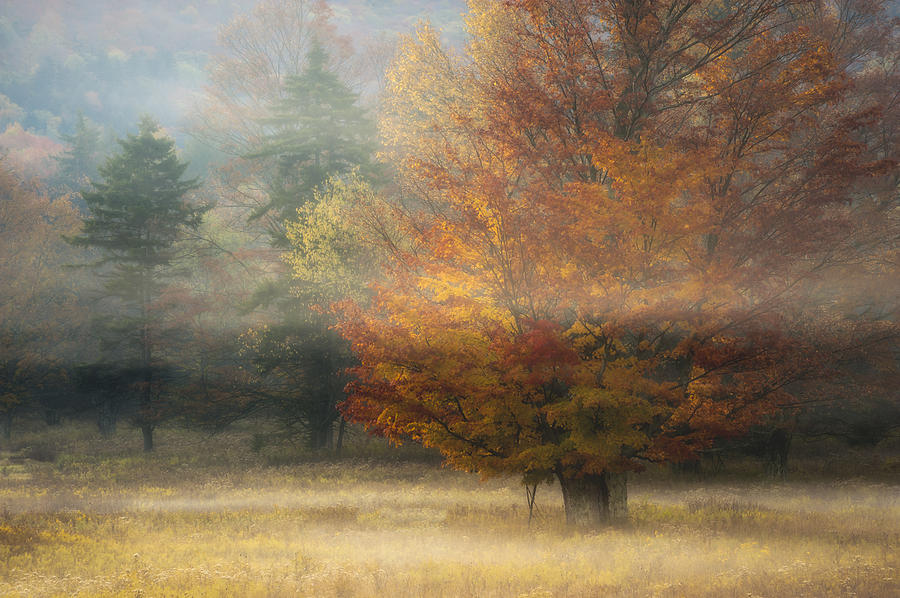 Fall Photograph - Misty Morning Maple by Joseph Rossbach