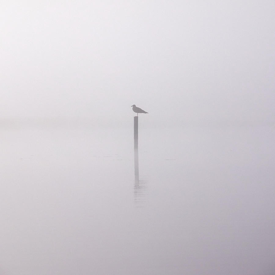 Misty morning on a lake. The lonely gull. Photograph by Jouko Lehto