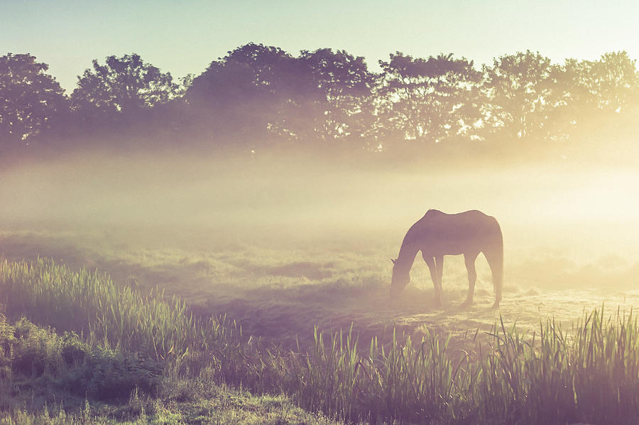 Misty Morning on the Dutch Field Photograph by Jenny Rainbow