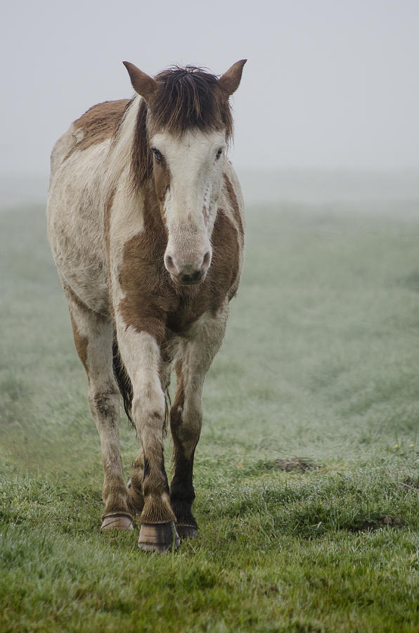 Horse Photograph - Misty Morning Paint by Janet Capps