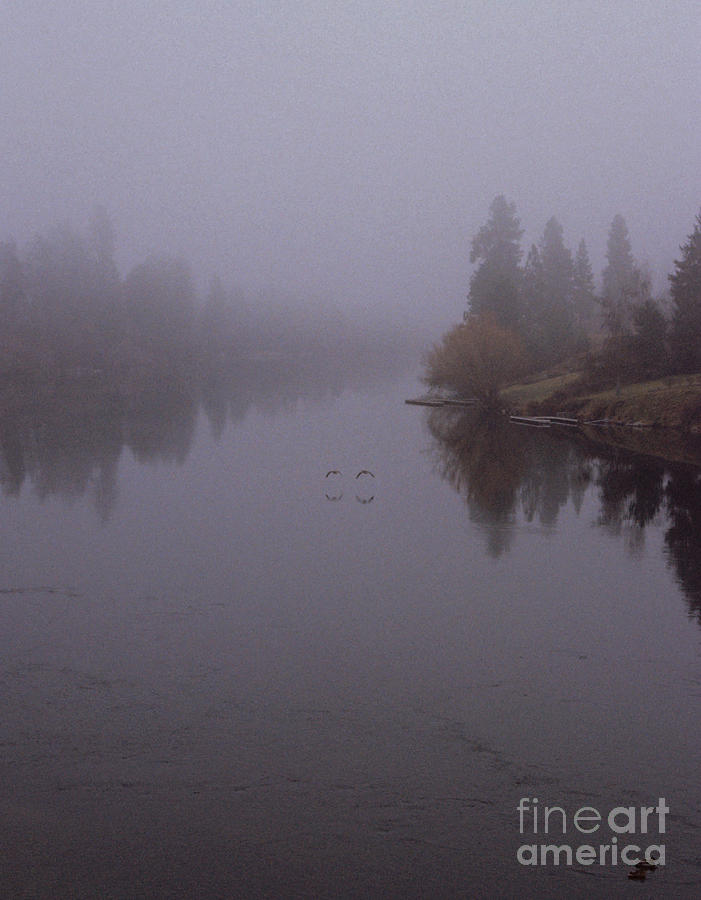 Misty Morning Photograph by Sharon Elliott