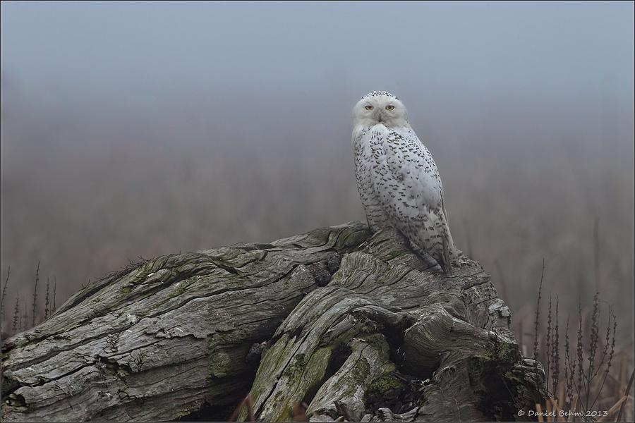 Owl Photograph - Misty Morning Snowy Owl by Daniel Behm
