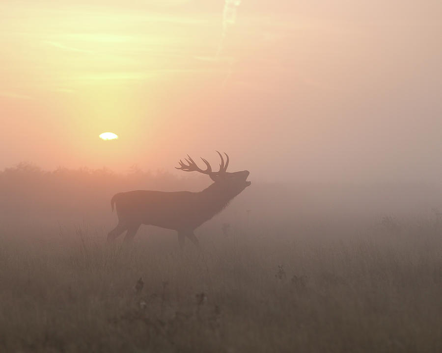Nature Photograph - Misty Morning Stag by Greg Morgan