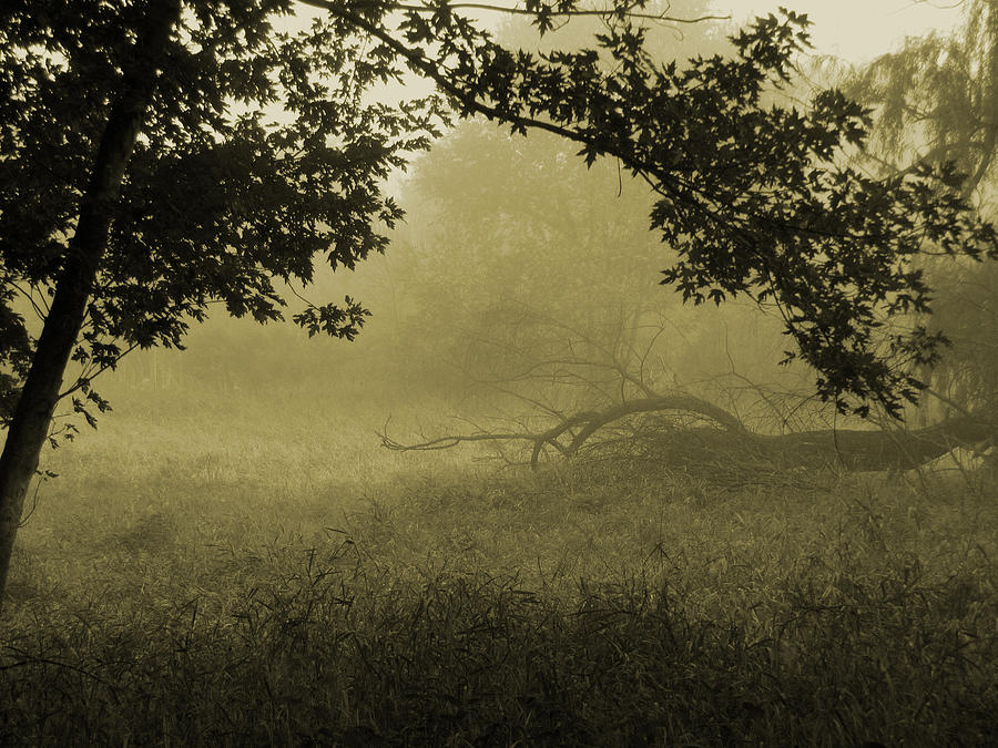 Misty Morning Tuesday Photograph by Cedric Hampton