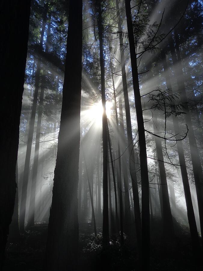 Misty Mountain Morning - Golden Ears Prov. Park, British Columbia Photograph