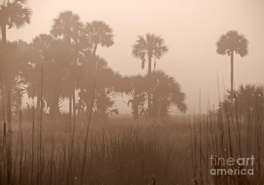 Foggy Photograph - Misty Palmettos by Roy Thoman Foggy Photograph - Misty Palmettos by Roy Thoman