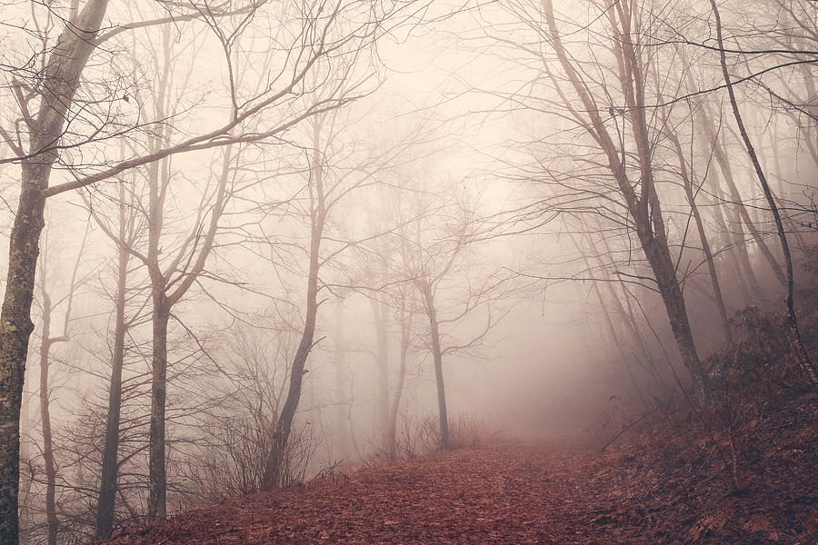 Misty Path Photograph by Maria Robinson