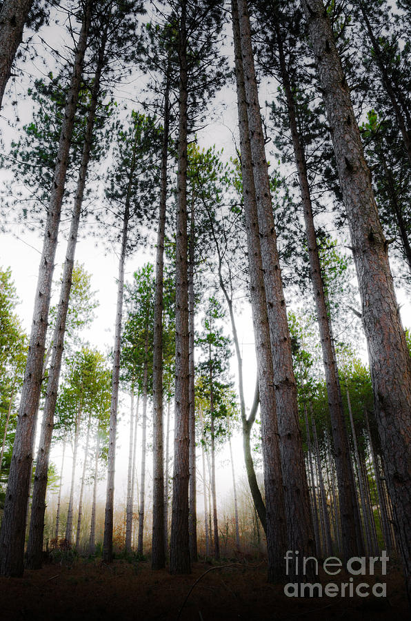 Misty Pines Photograph by Michael Arend