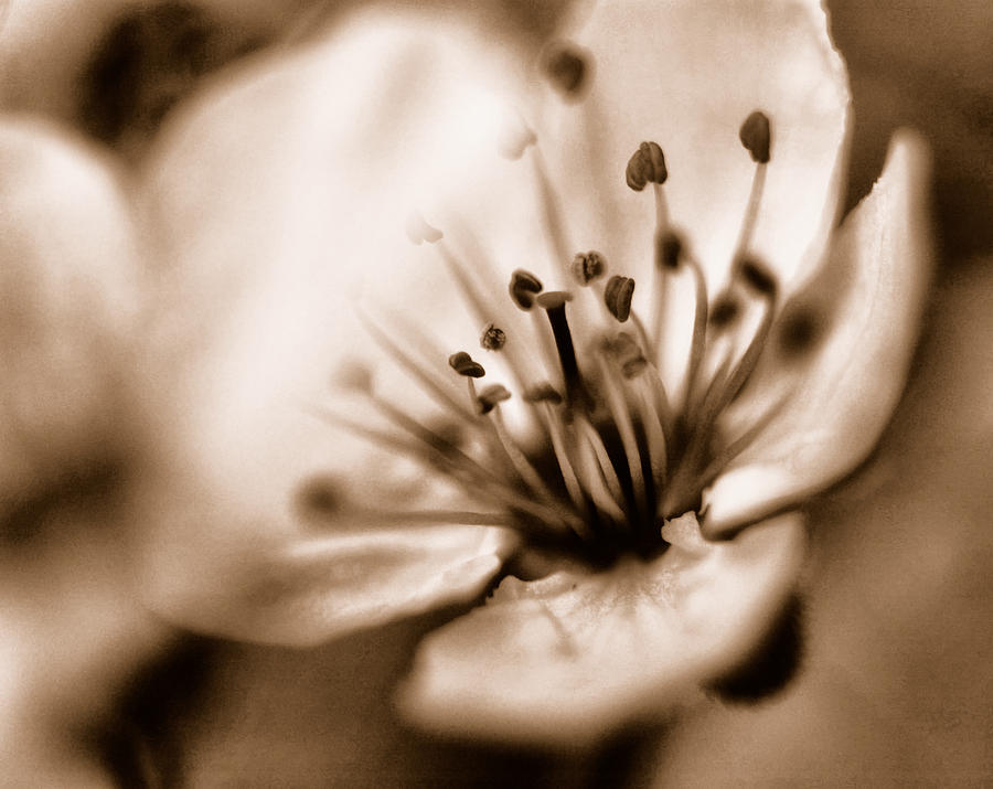 Misty Plumb blossom Photograph by Robert Culver