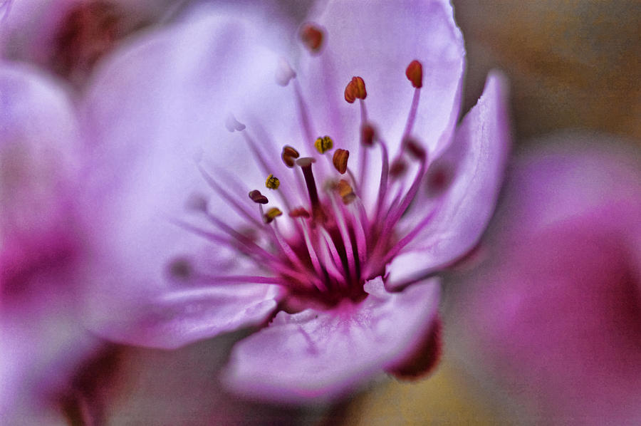 Misty Plumb Photograph by Robert Culver