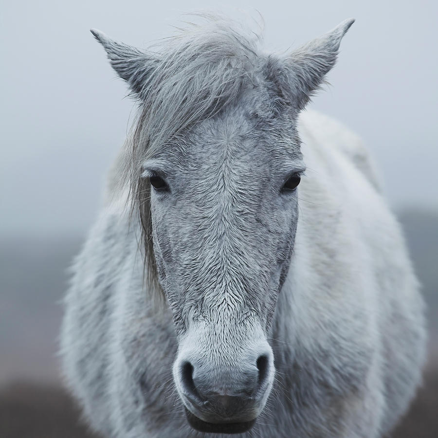 Misty Pony Photograph by David Baker