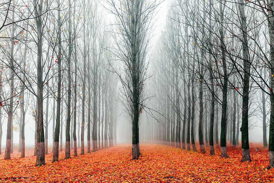 Misty Poplar Forest Photograph by Evgeni Dinev Photography
