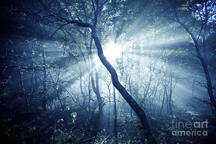 Nature Photograph - Misty Rays In A Dark Forest, Liselund by Evgeny Kuklev
