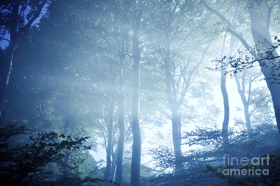 Misty Rays Of Light Pass Through Forest Photograph