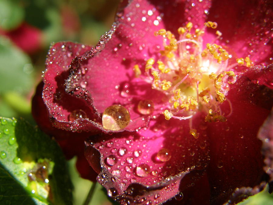 Misty Shrub Rose Photograph by Caryl J Bohn