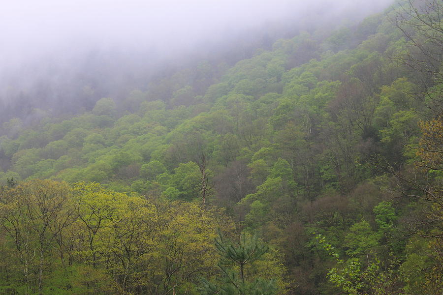 Misty Spring Forest Photograph by John Burk