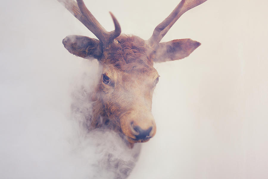 Misty Stags Head Photograph by Christopher Hope-fitch