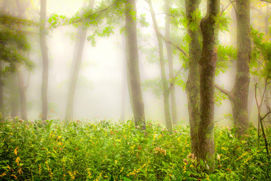 Misty Summer Dreams Photograph by Dan Carmichael