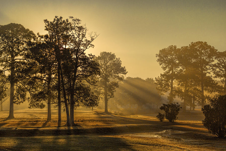 Tree Photograph - Misty Sunrise by Brian Wright
