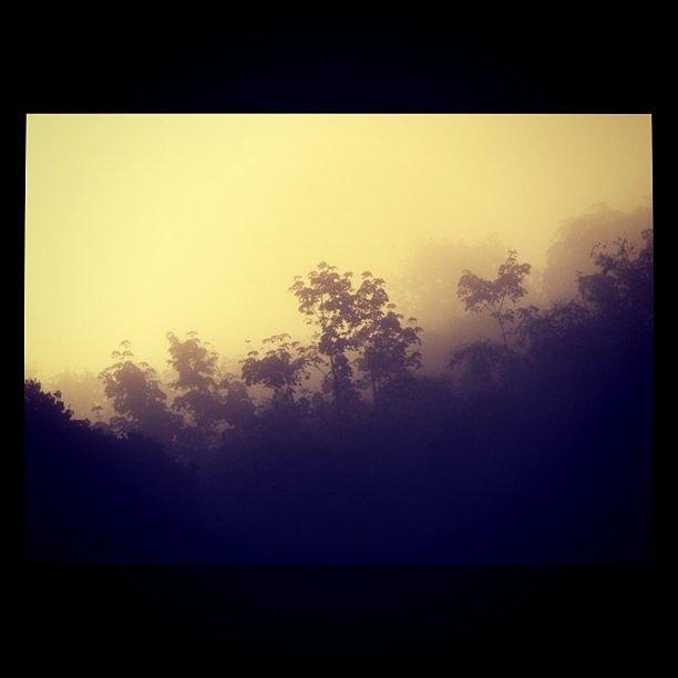 Tree Photograph - Misty Thai Morning by James McCartney