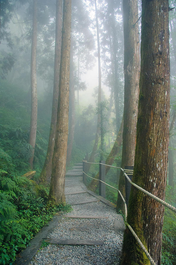Misty Trail Photograph by Shuwen Wu