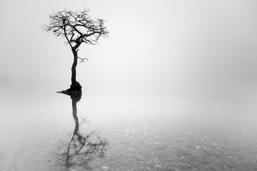 Misty Tree Photograph