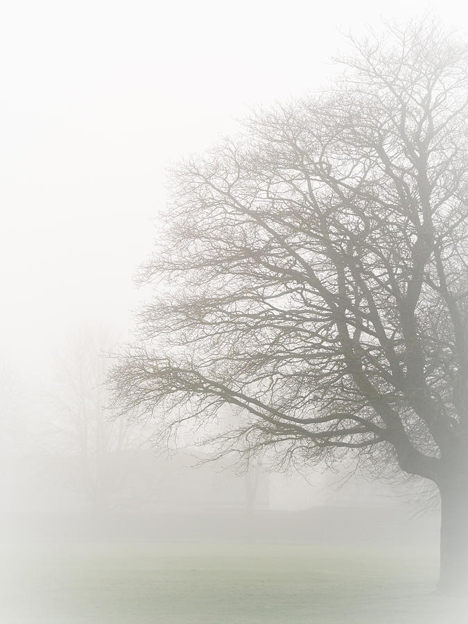 Misty Tree Photograph by Hakon Soreide