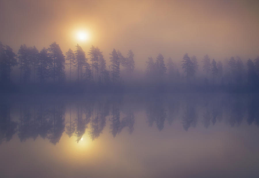 Tree Photograph - Misty Trees by Andreas Christensen