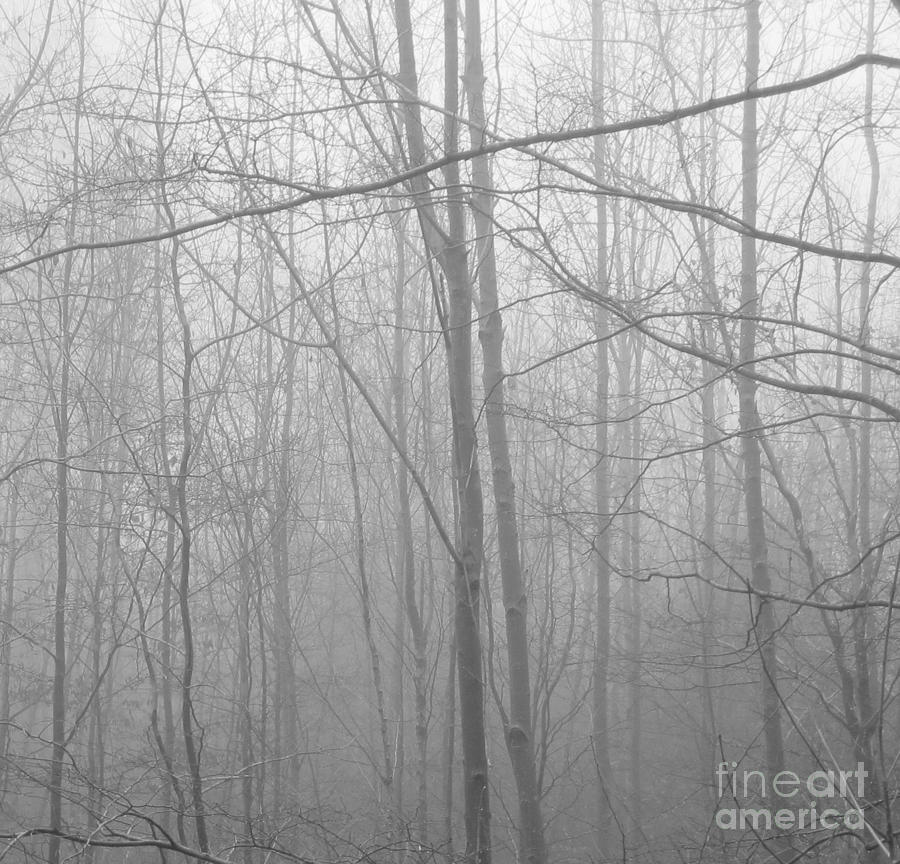 Abstract Photograph - Misty Trees by C Lythgo